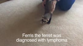 Ferris the Ferret does a Weasel War Dance (with subtitles)