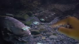 Atlantic goliath grouper burping before trying to catch my fingers.