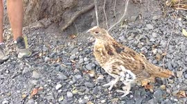 Friendly Ruffed Grouse aka 