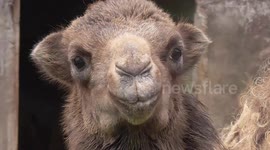 Baby camel jumps for joy at feeding time