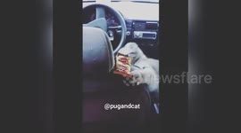 Cat will do anything to get his paws on a Twix