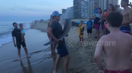 Man releases shark into the ocean