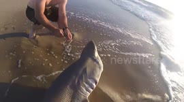 Fisherman catches massive sand tiger shark