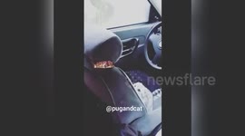 Cat will do anything to get his paws on a Twix