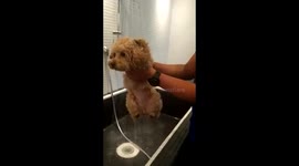 Poodle makes adorable running movements while showering