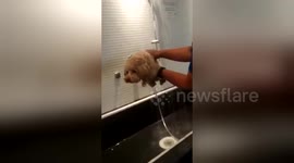Newsflare Edit - Toy Poodle tries to shower like human