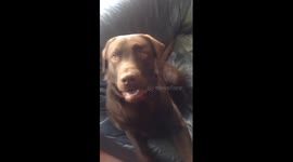 Asking my Chocolate Labrador Dog if he wants to go on A Walk