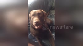 Newsflare Edit - Asking my Chocolate Labrador Dog if he wants to go on A Walk
