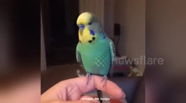 Newsflare Edit - Eat my dust - Reggie the budgie