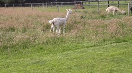 A baby alpaca birth!