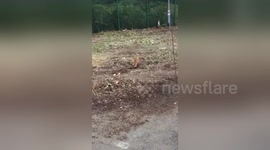 Newsflare Edit - Foxy