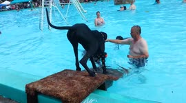 Doggie Dive B-roll 10:12 in duration - 2