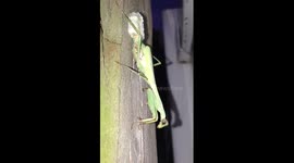 Praying mantis constructing her egg pod