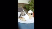 temp