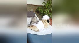 Newsflare Edit - Pugandcat : Relax