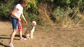 Unleash the labradoodle