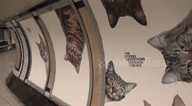 Adverts replaced with pictures of cats at London Tube station