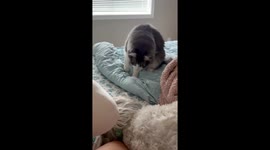 Cat makes hilarious face after smelling his dog brother
