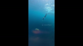 Diver follows sea turtle for dramatic ocean video… only for creature to poop