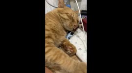 Sneaky cat pretends to sleep before attempting to chew charging cable