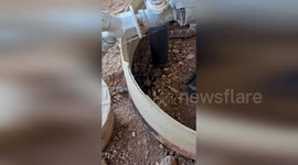 US: Deadly Rattlesnake And Tarantula Share Shade Amid Arizona Heat