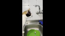 Cat fighting water