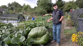 Green-fingered dad stunned after growing huge 53st pumpkin