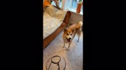 temp