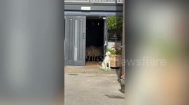 Watch the hilarious moment eight sheep wander into a pub
