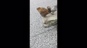 temp