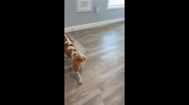 Cat? No, I Haven’t Seen the Cat.