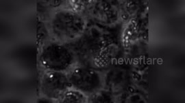 UK: Video Shows Weakest Cells Sending Electrical Flash Before Being Extruded