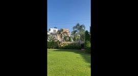 Excited deer bound through family's back garden