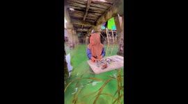 Housewife shows how she collects fresh oysters from her sea home