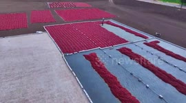 Türkiye: Fiery red chilies dry under summer sun in Gaziantep, Türkiye