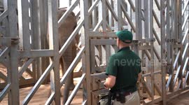 Jumbo dental treatment for African elephant at UK zoo