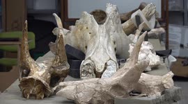 Three elephant skulls dating back 7.7m years discovered in Turkey