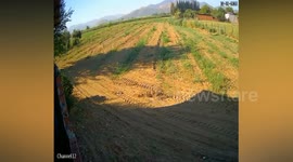 Cessna training plane crashes into cornfield in Turkey