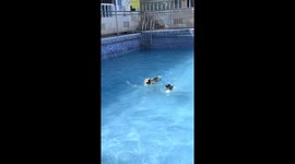 Dogs playfully swim in pool in Chongqing, China