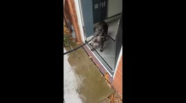 Dog refuses to go out in the rain in Nottingham, England, UK