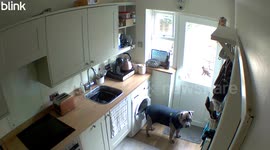 Dog Declares War on Garden Cat