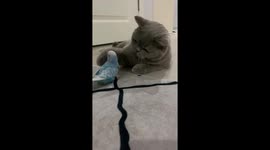 British Shorthair Loves Budgie Friend