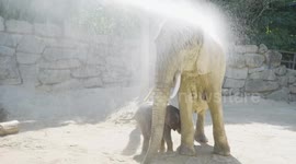 Austria: Playful Elephant Calf Brings Joy In Vienna Zoo 2026 Calendar