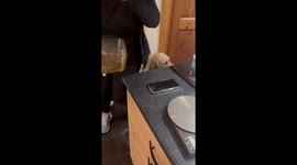 Honeycomb attempt goes wrong in Waterford, Ireland