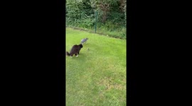 Dormouse bravely confronts two cats before escaping in Charleroi, Belgium