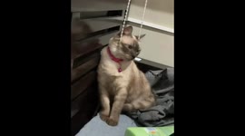 Cat lost in thought in Bulacan, Philippines