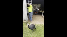 Friends not food! Man gets defensive over pet turkeys when wife threatens to eat them