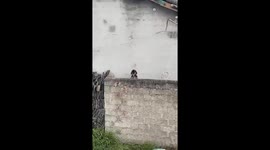 Man pranks dog by startling it with slap