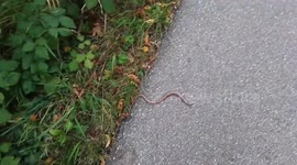 Snake on Dangerous Road - Dangerous Road Encounter with Snake