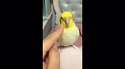 temp
